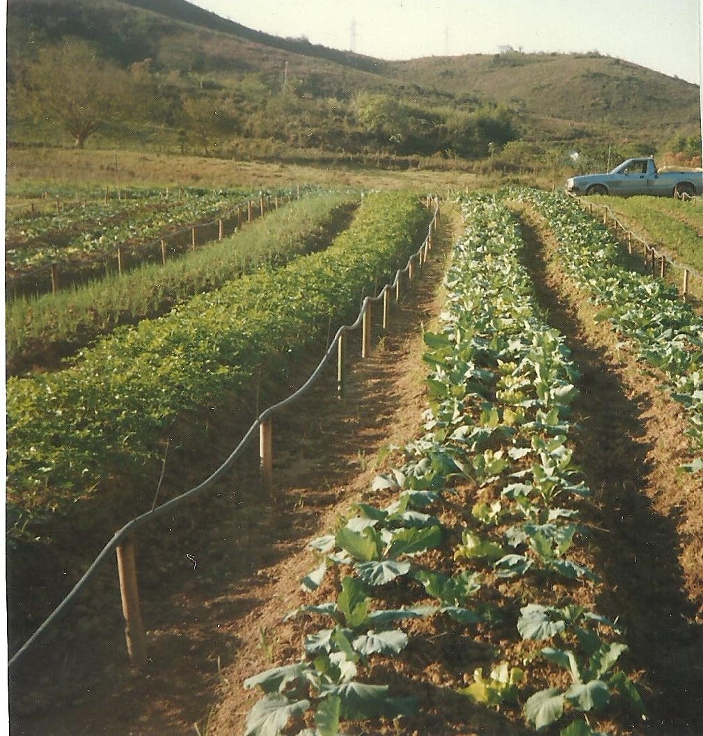 Plantação na década de 90